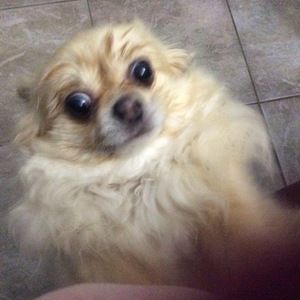 Meet your Posher, Polly